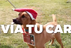 El Metro asignó una labor especial a sus perritos para el día de Reyes